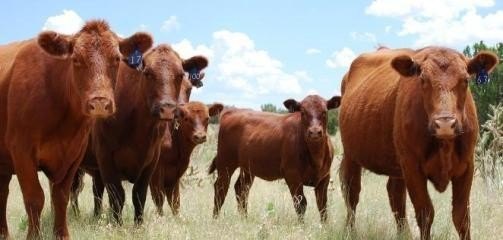 养牛的成本和利润 - 中国养殖网