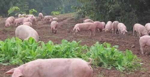 七百平方能养多少头猪 - 中国养殖网
