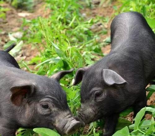 七百平方能养多少头猪 - 中国养殖网