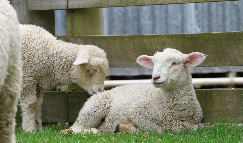 一般农村家庭家里养几只羊 - 中国养殖网
