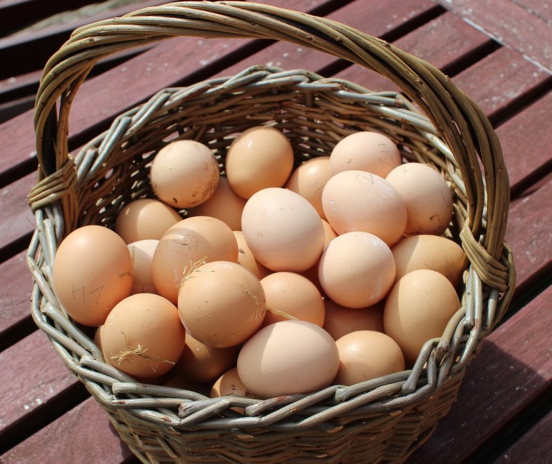 溜达蛋和普通鸡蛋区别 - 中国养殖网