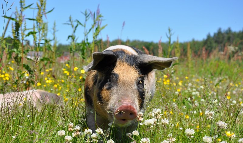 养十只猪一年利润 - 中国养殖网