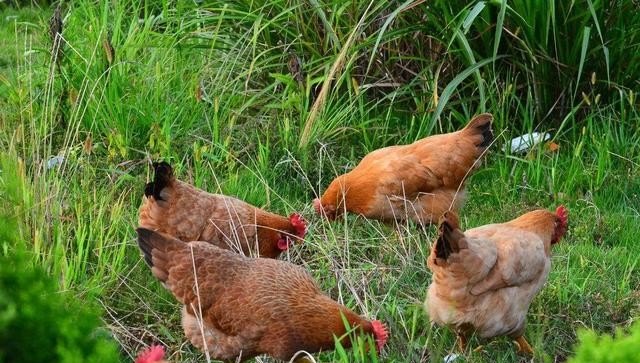 鸡的养殖与管理技术 - 中国养殖网