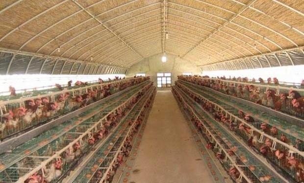 新式养鸡大棚建造方案 - 中国养殖网