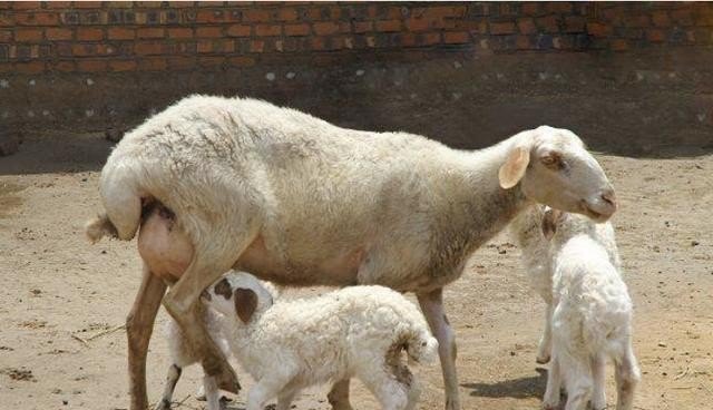 羊产后喂什么下奶最好 - 中国养殖网
