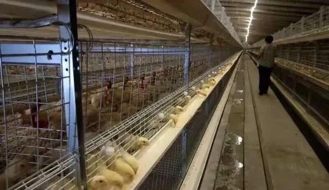 野生红原鸡怎么样养活 - 中国养殖网