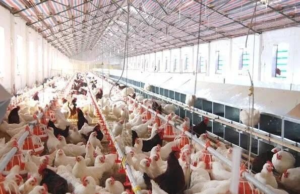 野生红原鸡怎么样养活 - 中国养殖网