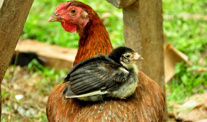 36天的小鸡正常体重 - 中国养殖网