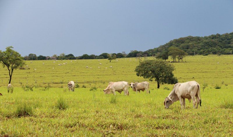 巴西牛饲养流程 - 中国养殖网