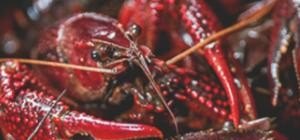 怎么养殖龙虾 - 中国养殖网