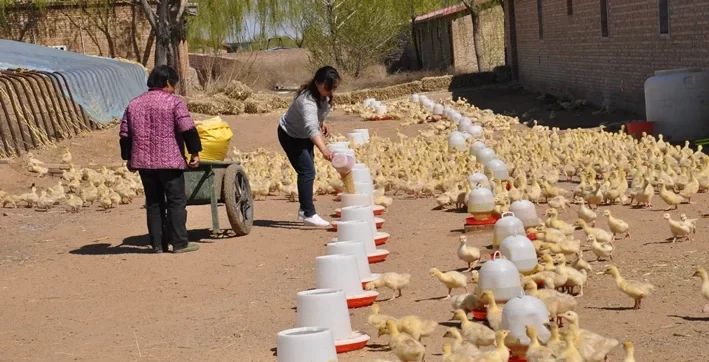 庭院怎样养殖鸡鸭鹅 - 中国养殖网