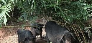 山林如何养猪 - 中国养殖网