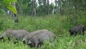 山林如何养猪 - 中国养殖网