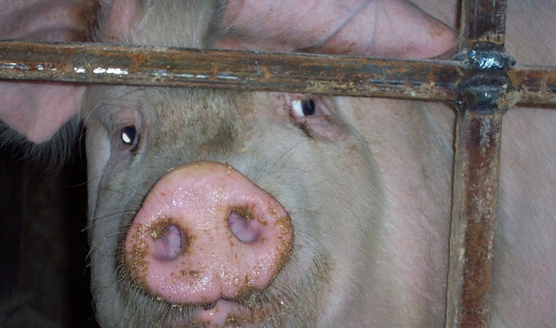 按国家规定杀一头猪需要多少屠宰费 - 中国养殖网