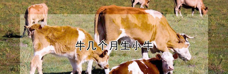牛养多少月可以生小牛 - 中国养殖网