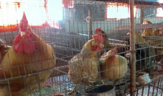 鸡舍升温最佳方法 - 中国养殖网