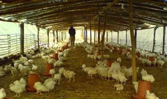 鸡舍升温最佳方法 - 中国养殖网
