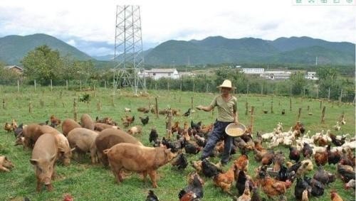 我是北方农村人，想在家搞养殖业，有什么好的养殖项目 - 中国养殖网