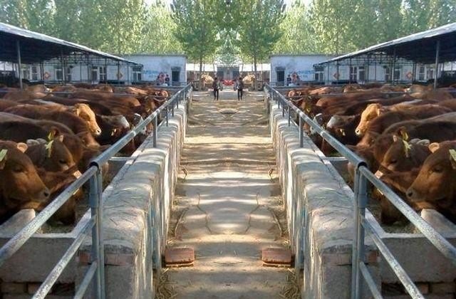 养牛场的审批标准 - 中国养殖网
