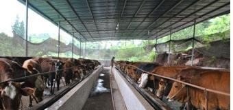 养牛场的审批标准 - 中国养殖网