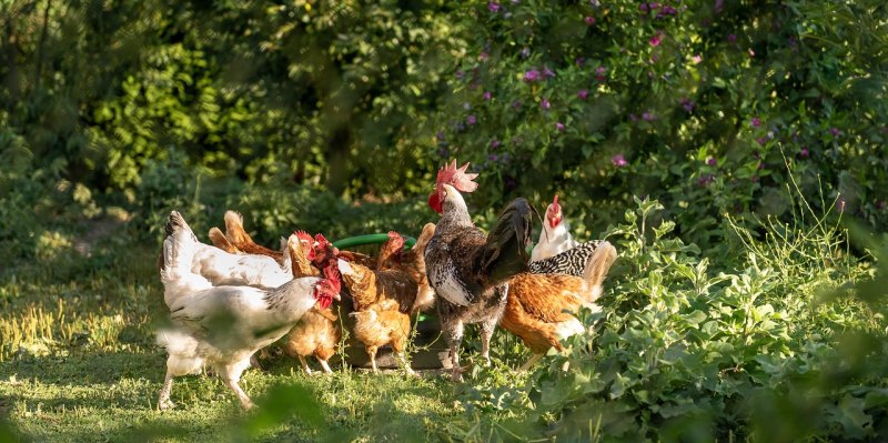 孤鸡的养殖方法和注意事项 - 中国养殖网