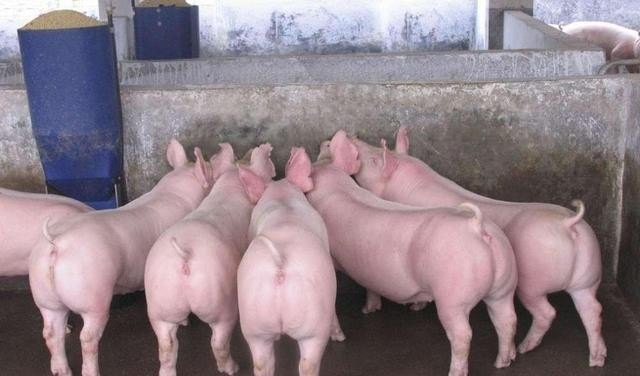 一万平方可以养多少头猪 - 中国养殖网