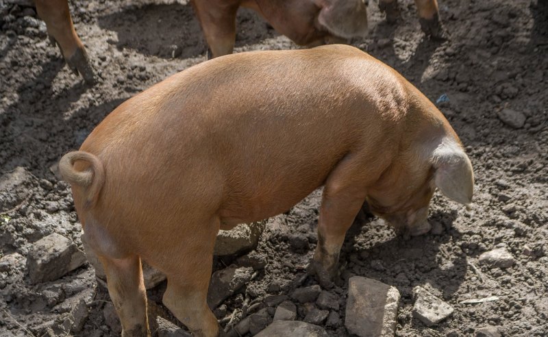小米猪的饲养方法 - 中国养殖网
