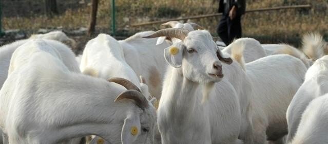 羊场场址选择有哪些要求 - 中国养殖网
