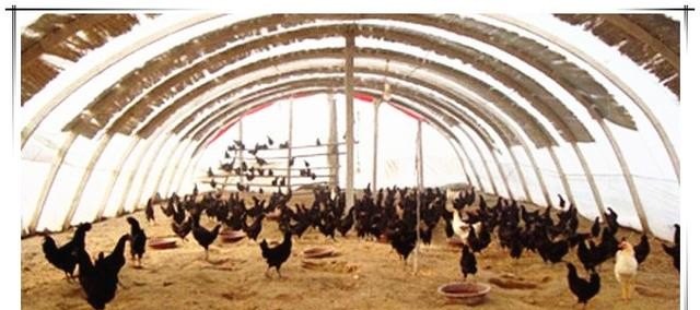 用大棚养蛋鸡，怎样防暑，防寒 - 中国养殖网
