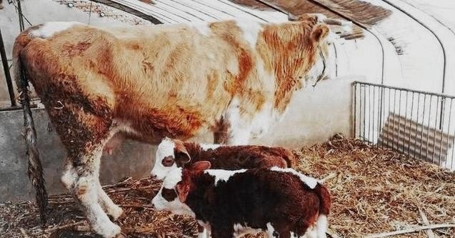 母牛一年生一个牛犊，怎么才能让母牛一年生两个牛犊 - 中国养殖网