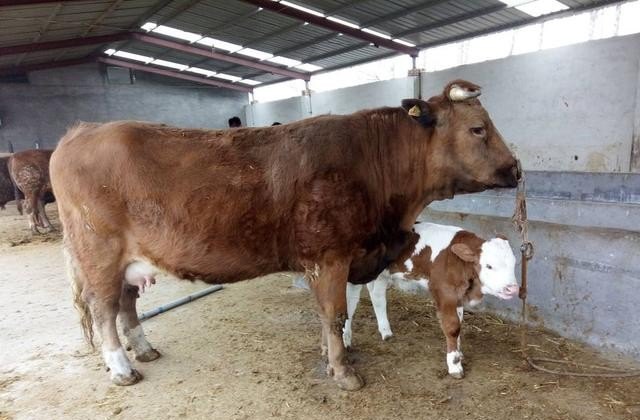 母牛一年生一个牛犊，怎么才能让母牛一年生两个牛犊 - 中国养殖网