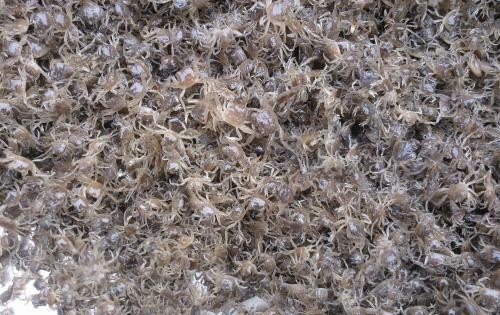螃蟹养殖过程 - 中国养殖网