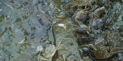 螃蟹养殖过程 - 中国养殖网