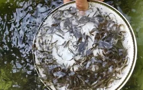 怎么养殖泥鳅 - 中国养殖网