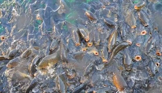 养殖鱼类早期大量死亡的原因是什么 - 中国养殖网