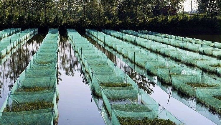 怎样饲养黄鳝 - 中国养殖网
