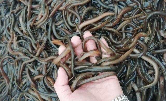 怎样饲养黄鳝 - 中国养殖网