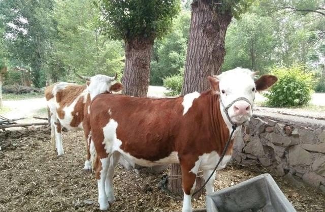 陕西汉中养牛补助标准 - 中国养殖网