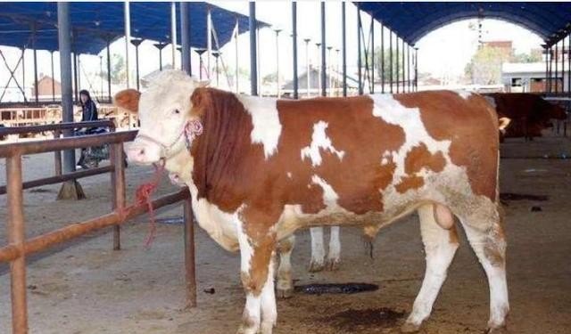 陕西汉中养牛补助标准 - 中国养殖网