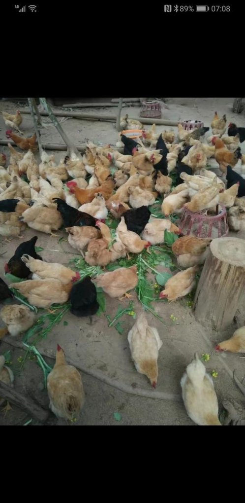土鸡的销售情况和市场前景怎么养 - 中国养殖网