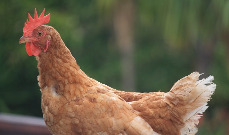 项鸡如何养殖 - 中国养殖网