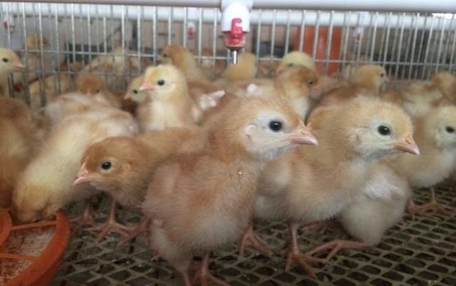 育雏小鸡怎么养及小鸡饲养注意事项 - 中国养殖网