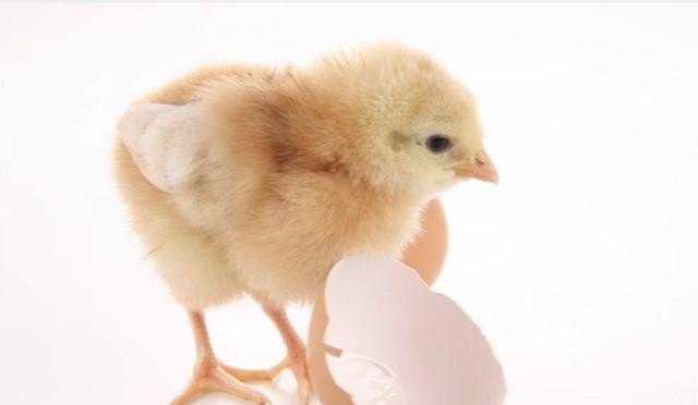 育雏小鸡怎么养及小鸡饲养注意事项 - 中国养殖网