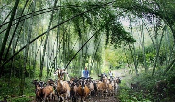 山上放养羊技术 - 中国养殖网