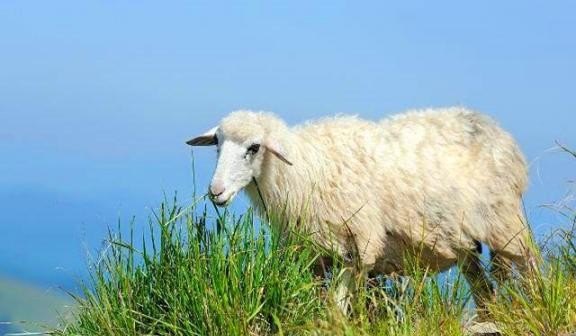 山上放养羊技术 - 中国养殖网
