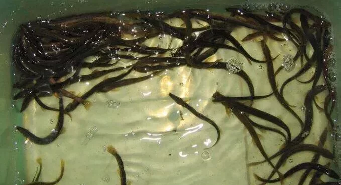 黄鳝和甲鱼选哪个好养殖 - 中国养殖网
