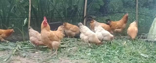 家庭养鸡的养殖方法 - 中国养殖网