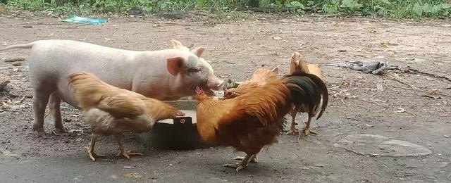 家庭养鸡的养殖方法 - 中国养殖网