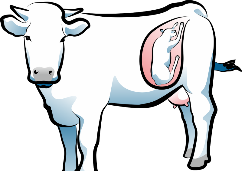 小牛出生体重标准 - 中国养殖网