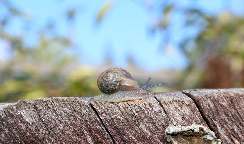 白玉蜗牛在家怎么养 - 中国养殖网